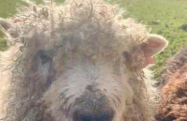 Siblyback Cottage - Foto 23