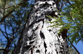 Yosemite Foothill Retreat - Private Guest Suite #3 - Foto 37