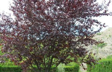 Apartamentos Casa Esperanza - Ordesa - Photo 31