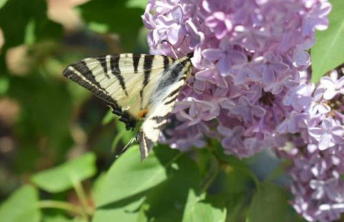 Apartments Tomislav - Photo 44