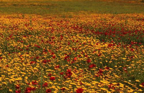 Casa del Sorriso - Foto 18