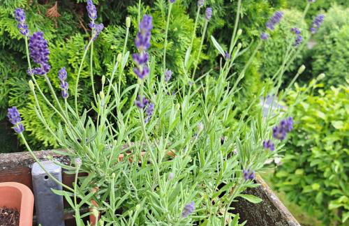 Relax Apartment Seenähe zum Kulkwitzer See - Photo 10