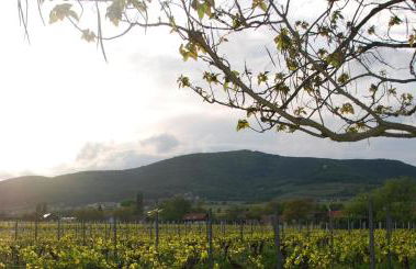 Gartenhaus am Weinberg - Foto 42