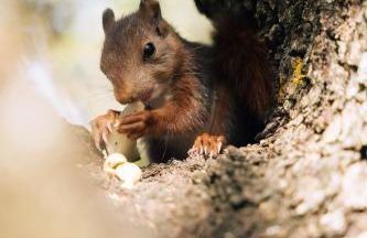 Villa El Desbarbado - Foto 9