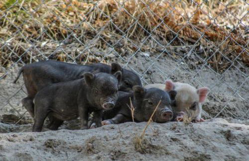 Fattoria Armonia - Foto 35