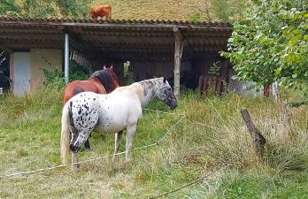 Maison avec vue, grand terrain clos, bain nordique privé toute l'année, animaux acceptés - Foto 30