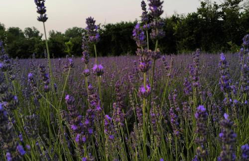 AGRITURISMO TERRAPIA - Foto 39