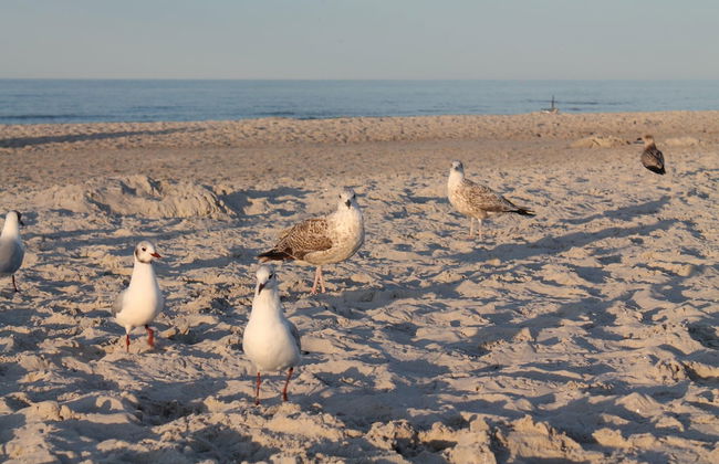 Cozy Apartment in Zingst Germany near Beach - Photo 20