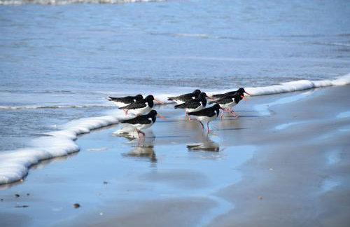 Little Curlew, Ynyslas, Borth - Foto 35