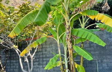 Casa MaBu by Your Madeira Rentals - Foto 33