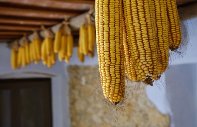 Can Barnosell - Els Masos d'en Coll - Foto 58