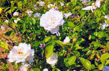 Maison avec jardin Auxerre - Foto 57