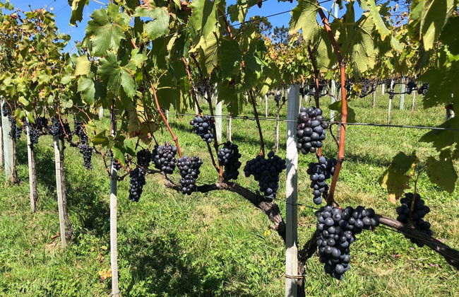 Villaggio Bassetti Vineyards Bike Tour - Photo 6