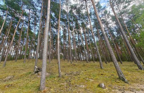 Leśna Ostoja w centrum Puszczy Nadnoteckiej otoczona 3 jeziorami - Foto 37