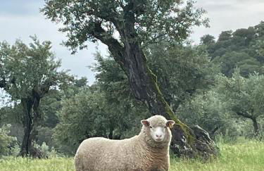 Almojanda 3 olive tree - Foto 74