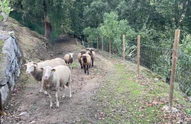 Quinta do Rio Douro - Turismo Rural - Foto 42