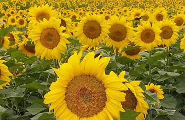 Der Konikhof, Natur, Ruhe, R-Auszeit - Photo 23