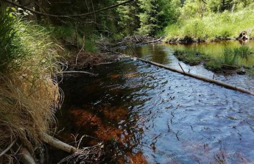 Ferienwohnungen Kremser bei Spiegelau Eppenschlag - Foto 58