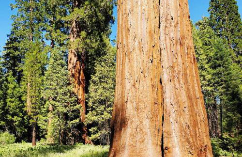 Redwood Retreat, Mountains, Adventure and Nature - Foto 20