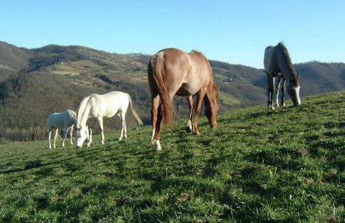 Farmhouse With Stables, Horses and the Ability to Make Horseback Riding - Photo 60