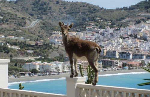 Villa Estrella de Cotobro - Foto 37