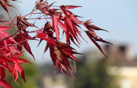 Les gites de Pétrocoriis - Boulazac Périgueux - Foto 13