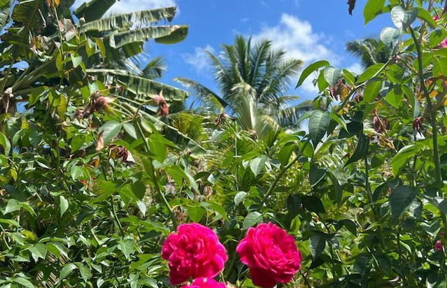 Paul's Residence - Foto 31