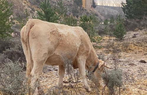 El Cerrito de la Vega - Foto 42