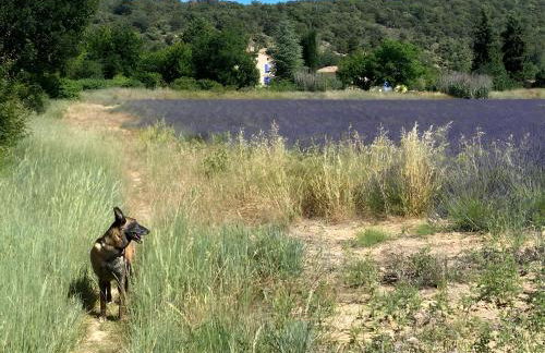Gîte Coccinelle - Foto 24