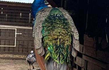 Gingerbird Art Suite - Foto 51