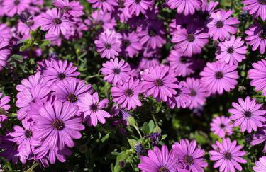 Oliveto e mare - Foto 36