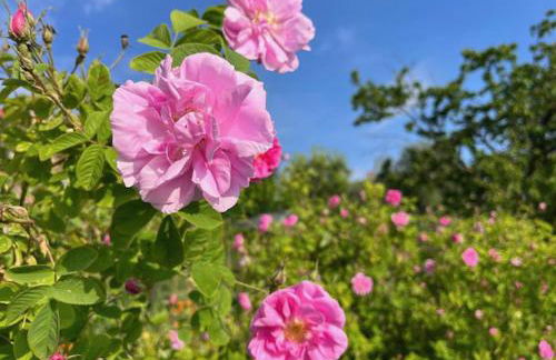 Depandance Cascina Vicentini - Foto 20