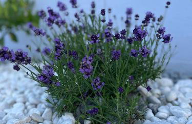 Holiday house Gabi Istria - Foto 41