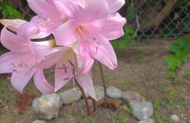 Beachfront Romantica place First floor - Foto 27