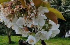 Cherry Orchard Retreat - Photo 2