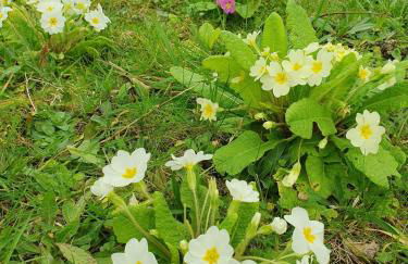 Chez Bob & Lulu - Foto 19