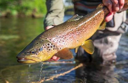 Modern 3 2 two Kings hot tub Fire pit 16min to Wine Trail Nearby Pickleball Courts Pools - Foto 97