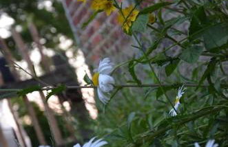 Ferienhaus Hof Papenwohld - Naturpark, Gartensauna - Foto 22