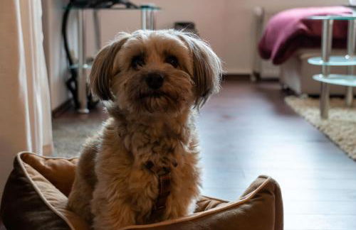 FeWo Harzer Weitblick, bis 2 Hunde Willkommen, W-Lan, 2x Smart TV, DTV 4 Sterne, 4 Pfoten - Foto 17