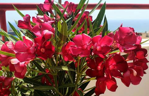 Appartement Super Terrasse Vue Panoramique Mer - Foto 41