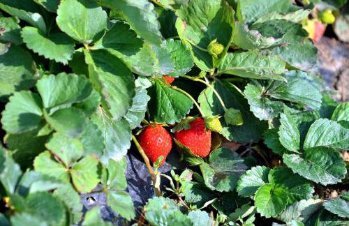 Agriturismo il Pino - Bioagricoltura - Photo 32