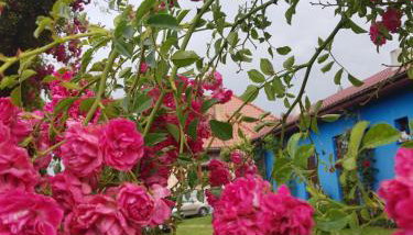 Agroturystyka Jagoda - Photo 3, Garden, Garden view