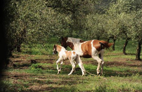 Agriturismo Frantoio Mafrica - Foto 20