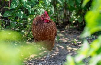 Agriturismo La Fucina - Foto 54