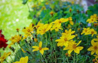 Stacja Żubracze - Foto 25