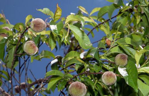 Historischer Vogtshof: eingezäunt | sonniger Garten | Kamin | Denkmalschutz - Foto 75