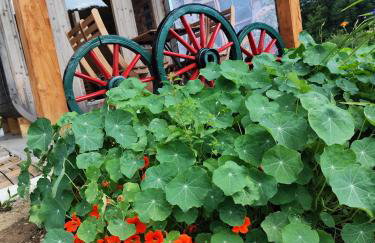 Zeleni raj - Foto 15