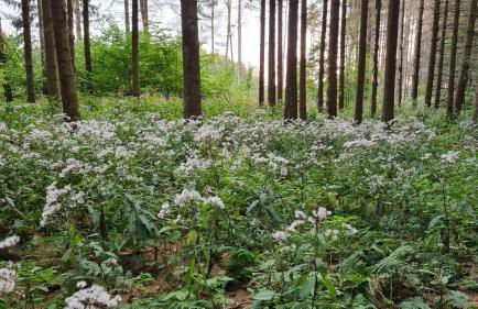 Ferienwohnung Ollywood, Natur pur im Westerwald, 2 bis 4 Personen - Foto 26