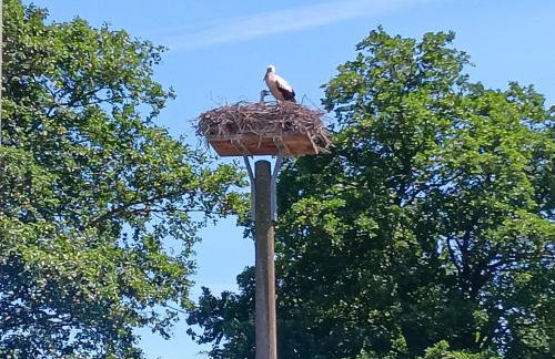 Storchenblick in Sieverstedt - ebenerdige FeWo in ruhiger Umgebung - Foto 21