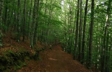 Dona Irene AL - Foto 48